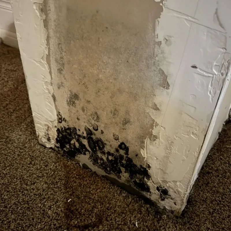 Professional Mold Removal in Franklin County, IA